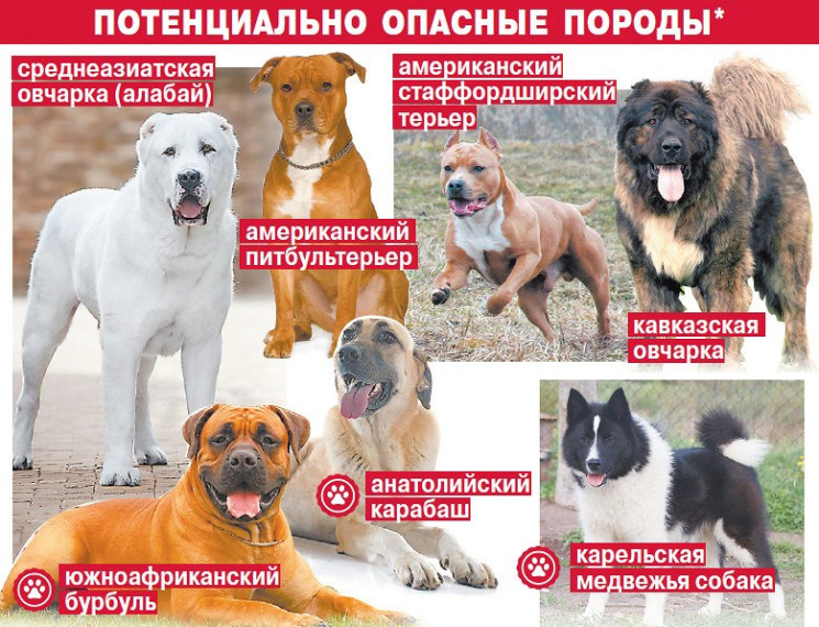 опасные породы собак. опасные породы собак.